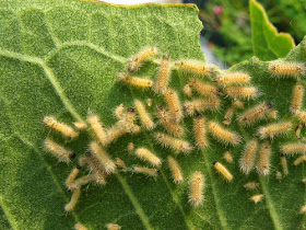 milkweed tussock moth instars