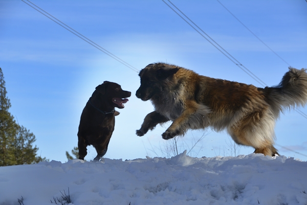 labrador leonberger