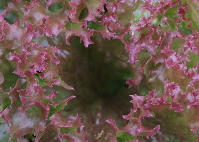 lettuce leaf - fractals in nature - spiky (spikey) edges of a lettuce leaf look like a fractal of creation