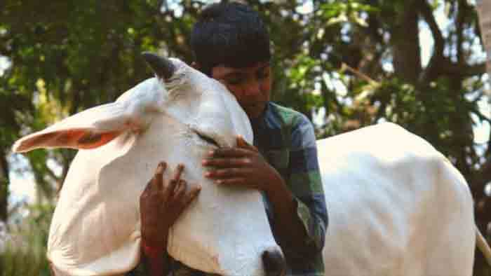'Cow Hug Day' celebration appeal for February 14 withdrawn by Animal Welfare Board, New Delhi, News, Politics, Valentine's-Day, Controversy, Trending, National