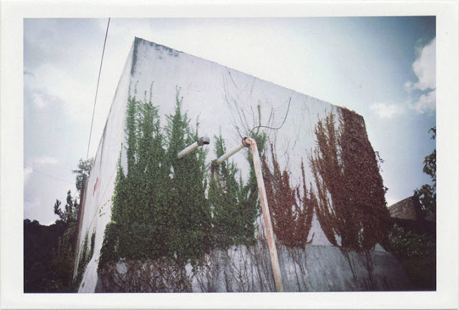 dirty photos - time - cretan landscape photo of brown and grey tree leaves on wall