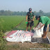 Bersama Petani Babinsa Windurejo Rawat Tanaman Padi