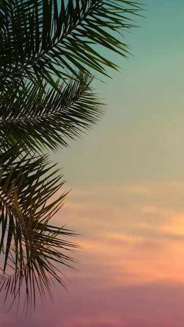 HD Wallpaper Palm Tree, Leaves, Evening, Sky