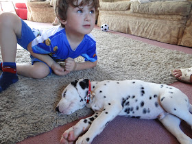 Things to think about before getting a puppy