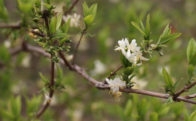 Lonicera Fragrantissima Flowers