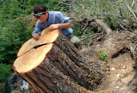 Dendrochronology