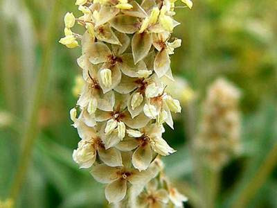 Pokok Plantago Ovata yang menghasilkan fiber psyllium husk