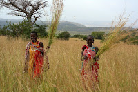 kenya zulugrass harvesting