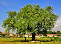 Tamarind Tree/ Tamarindusindica [The Medical Plant]