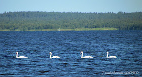Лебеди в устье Варзуги близ села Кузомень