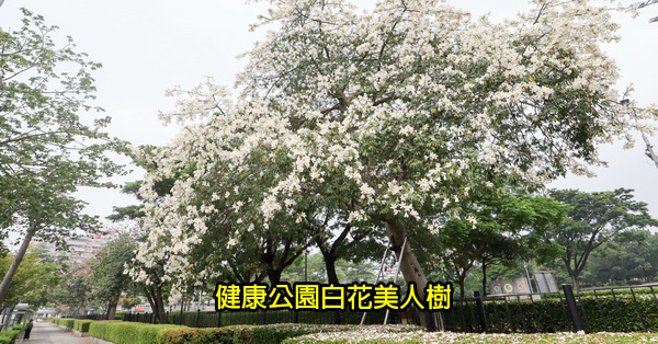 健康公園|台中南區白花美人樹|白色和桃紅色美人花爭奇鬥艷