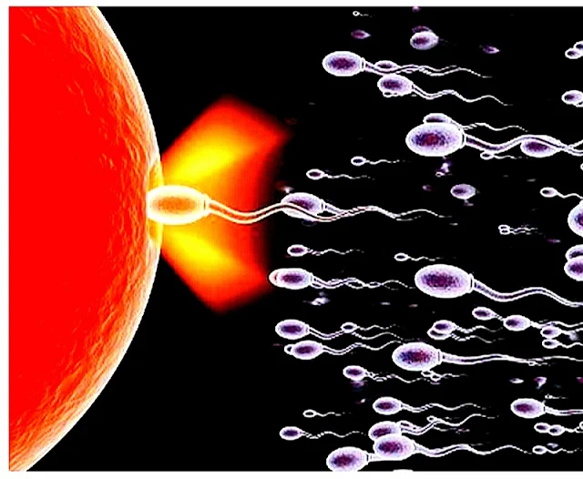 Illustration of sperm swimming to ovum