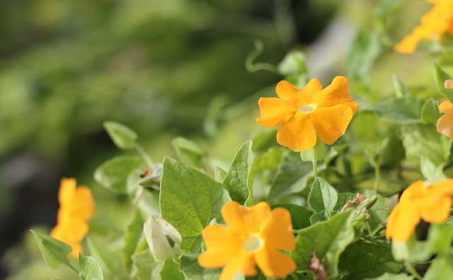 Black-Eyed Susan Vine Flowers Pictures