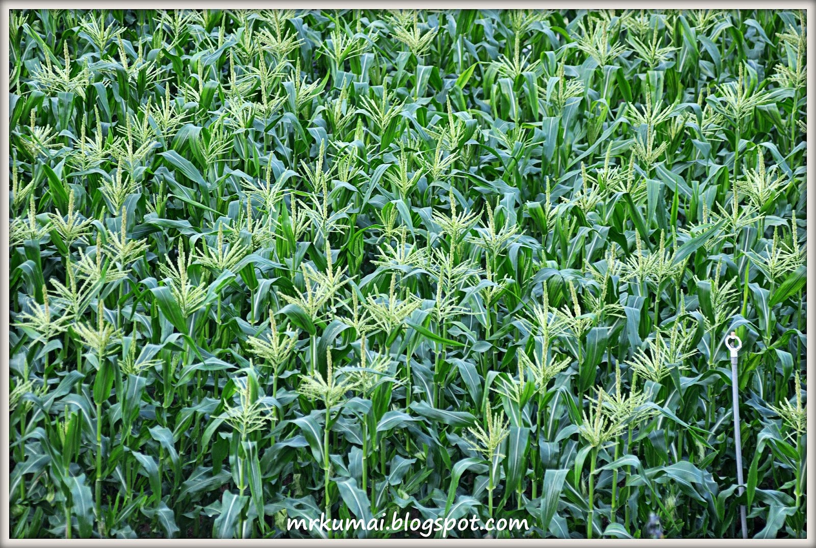 mrkumai blogspot com Kebun  Jagung  di Cameron Highlands