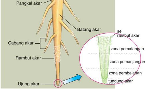 modifikasi akar 1 akar napas akar naik ke atas tanah