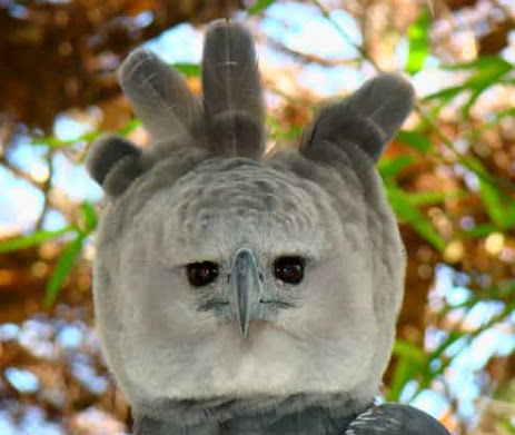 Harpy Eagle/ About American and Pauan Harpy Eagle