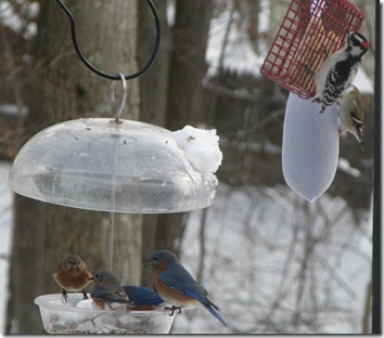 01 14 Bird party