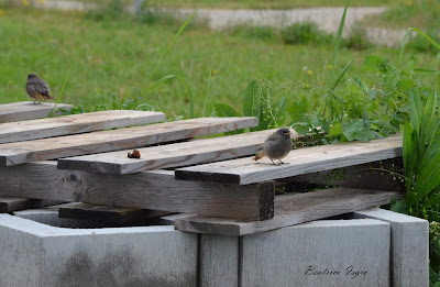 Vögelchen im Garten