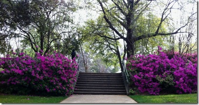 azaleas5