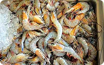shrimp