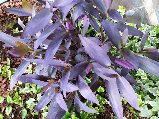 Amor de hombre (Tradescantia pallida (Rose) D.R.Hunt).