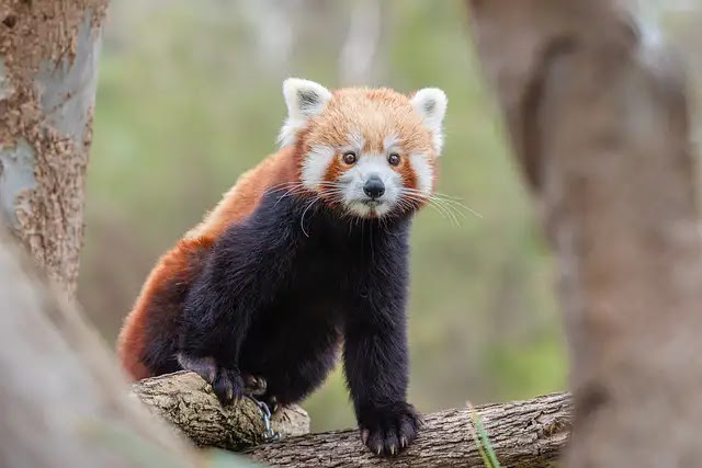 100 Fascinating Facts About Red Pandas: Discover Their Unique Behaviors and Adaptations