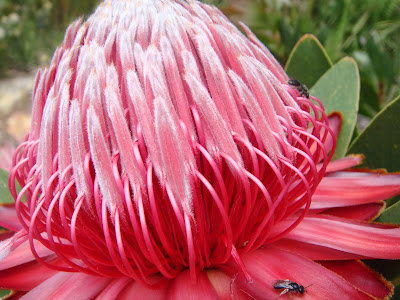 Pink Protea