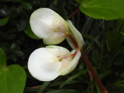 蘭嶼秋海棠的雄花