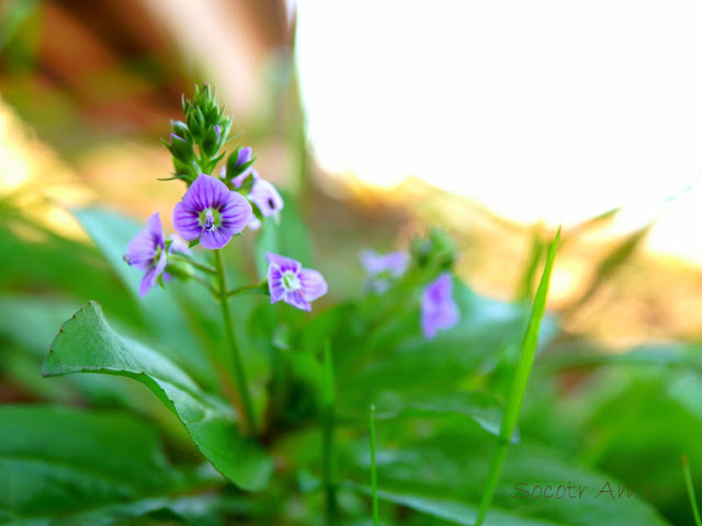 Veronica anagallis-aquatica