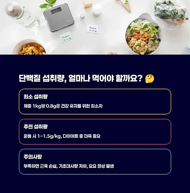 매일 단백질 0.8g/kg, 정말 꼭 먹어야 하는 걸까?