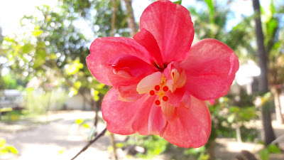 Pink Hibiscus flower