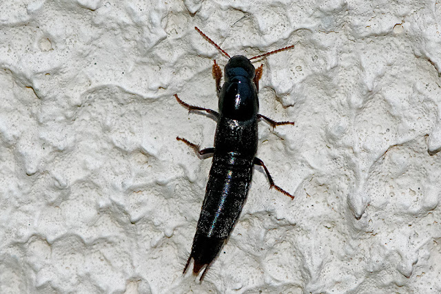 Staphylinidae sp. a Rove Beetle