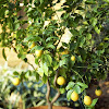 What Fruit Trees Grow In North Carolina / Homegrown Growing Fruit Trees In North Carolina Youtube / In the nc piedmont, we can produce a variety of fruits, such as apples, figs, pears, persimmons, peaches, and plums, to name a few.