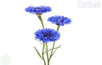 Cornflower