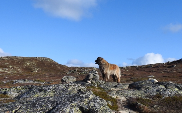 sørbølfjellet