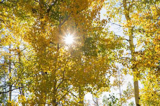 Golden Aspen in State Forest State Park