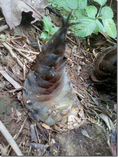 MOL-rebung-bambu