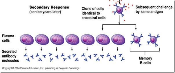 type1-hypersensitivity-image