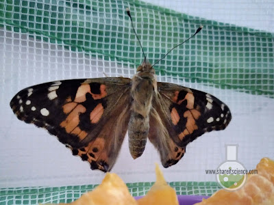 Adult Painted Lady Butterfly