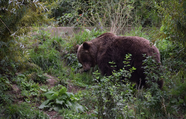 Bern, Switzerland Bear Pit