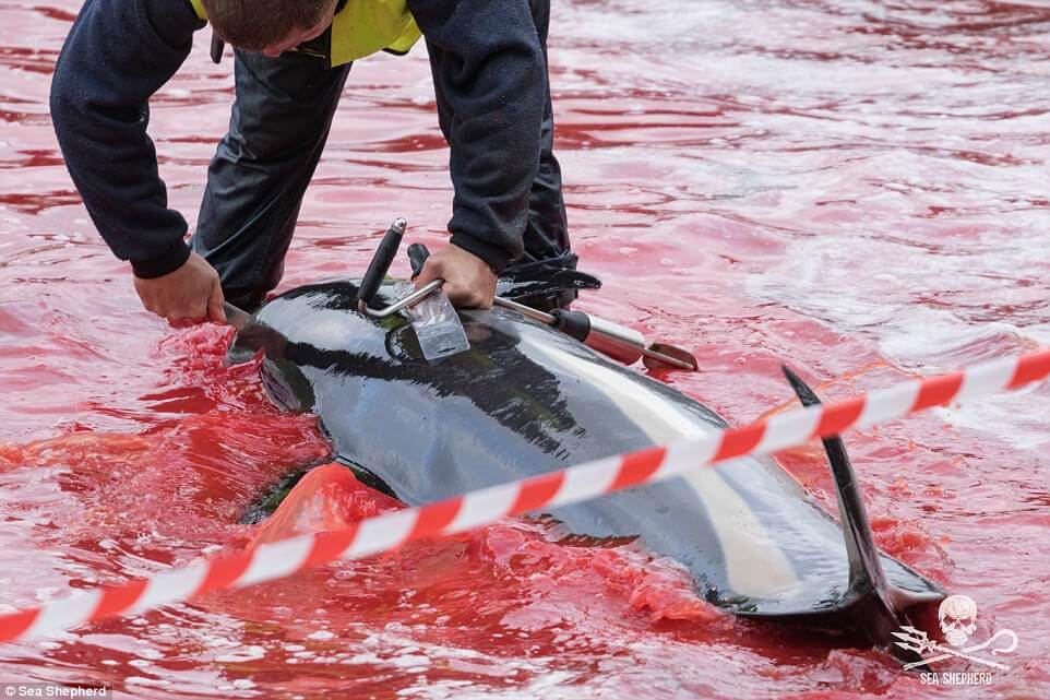 Shocking Pictures Show Mass Slaughter Of Dolphins And Whales In The Faroe Islands