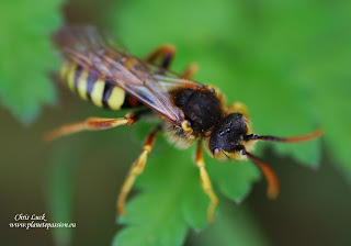 Solitary cuckoo bee France