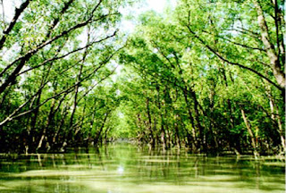 mangroves in sundarban