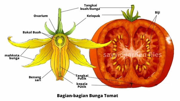 Jika kita membuka kembali buku Taksonomi Tumbuhan  (Spermatophyta) yang ditulis oleh Gembong Tjitrosoepomo (1993) guru besar dari Universitas Gadjah Mada (UGM) yang diterbitkan oleh Gadjah Mada University Press, Tomat termasuk tumbuhan Spermatophyta (tumbuhan biji) atau sering disebut juga Anthophyta (tumbuhan bunga).