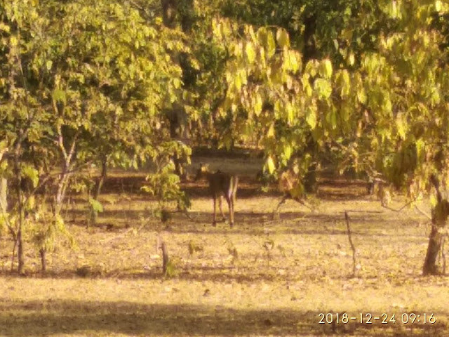 Wild Dear at Bandhavgarh Tiger Reserve