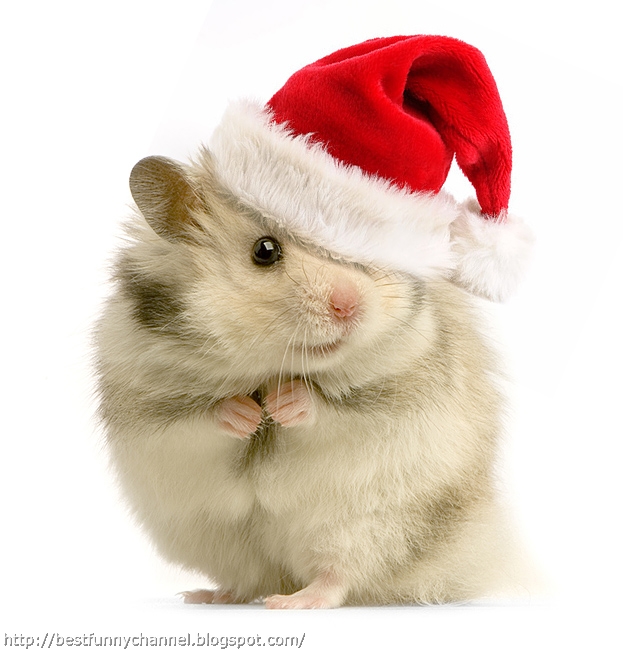 Cute and funny pictures of Christmas animals.