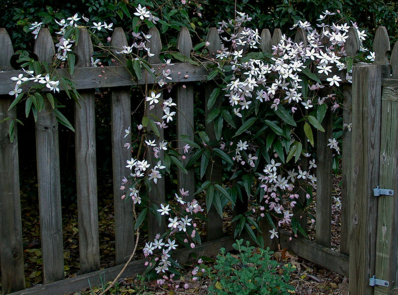 Evergreen Clematis (Clematis