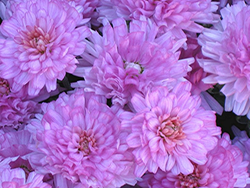 Future Plants by Randy Stewart: Hardy Chrysanthemum