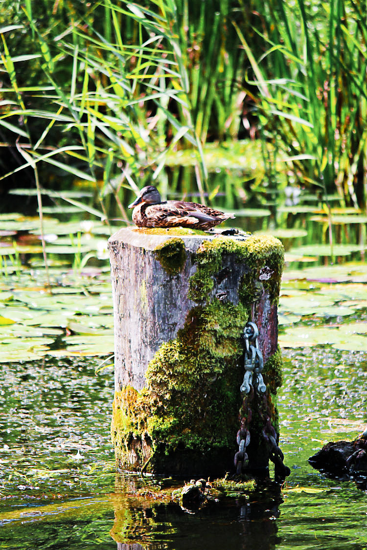 Mit dem BunBo auf dem Rhinkanal unterwegs... | Arthurs Tochter kocht. von Astrid Paul. Der Blog für food, wine, travel & love