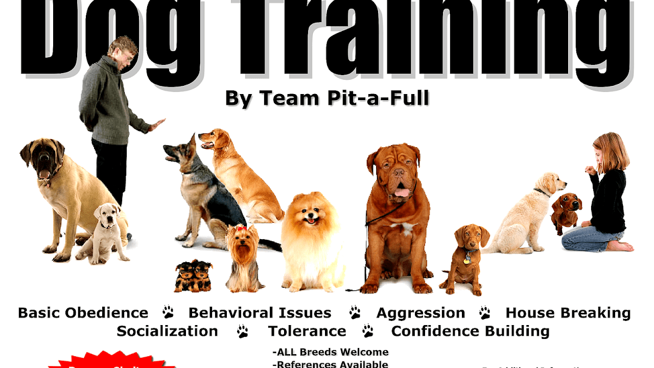Dog Training Classes Denver
